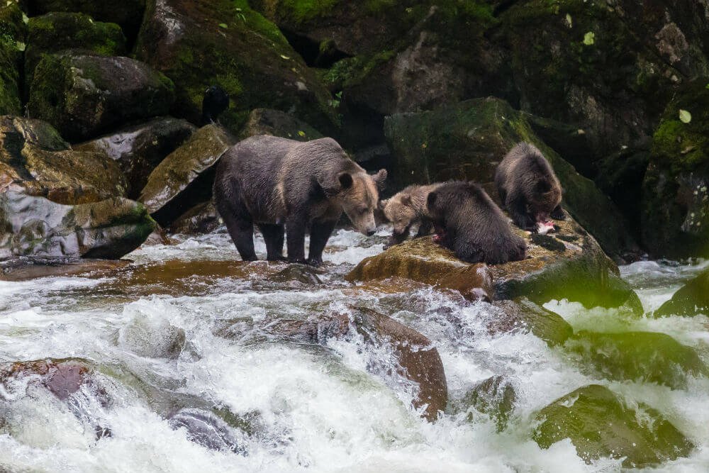 Bears playing in water